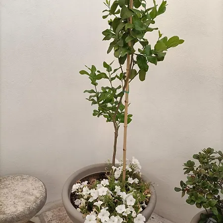 La Casa Dei Mestieri * Carovigno