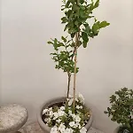 La Casa Dei Mestieri * Carovigno